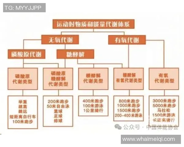 无氧运动对提升肌肉力量与改善体能素质的多重效益及科学原理解析